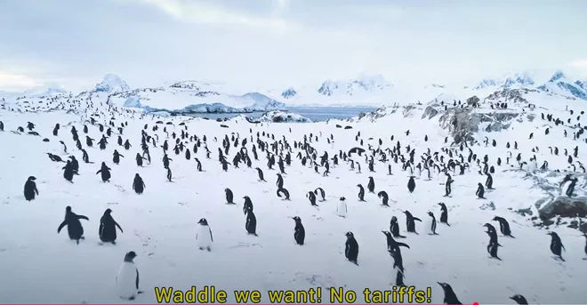 Naravovarstveniki so letno selitev pingvinov na območja gnezdenja razglasili za protestni pohod proti Trumpovim carinam. FOTO: Penguins International/YouTube